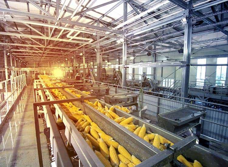 Corn processing facility in industrial warehouse with conveyor belts and machinery processing corn kernels.