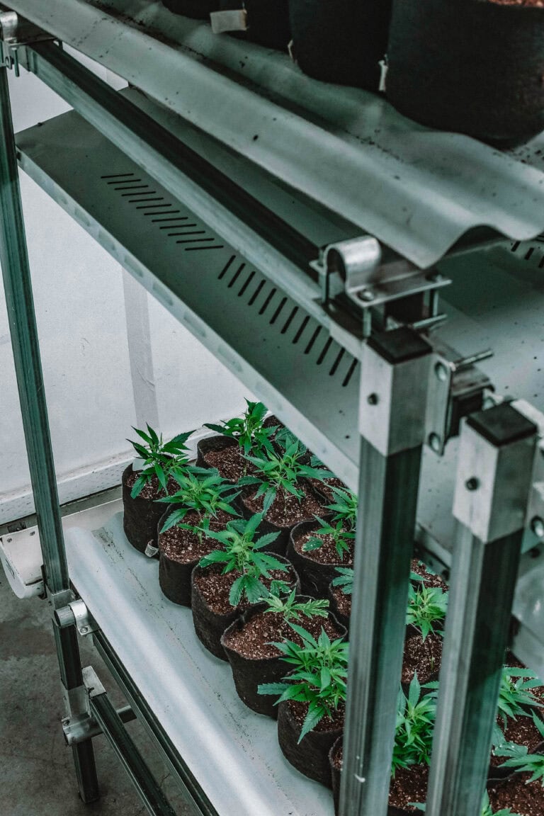 Hydroponic Grow Facilities - Construction Services